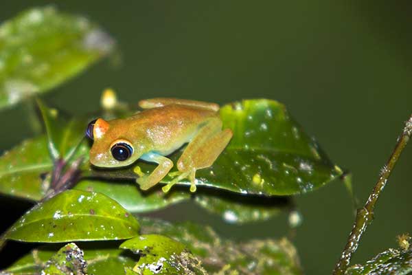 (Boophis rappiodes)