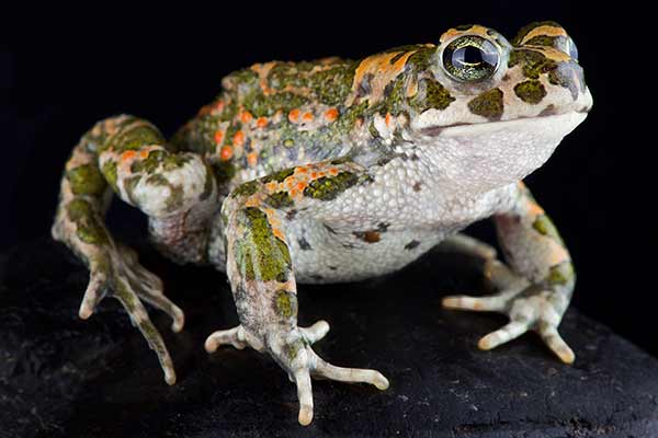 (Bufotes balearicus)