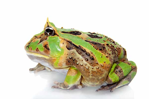 (Ceratophrys aurita)