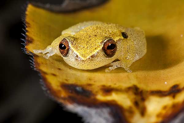 (Dendropsophus branneri)