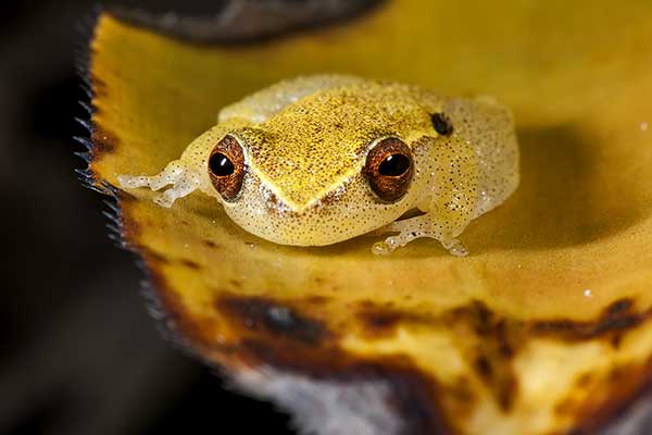  (Dendropsophus branneri)