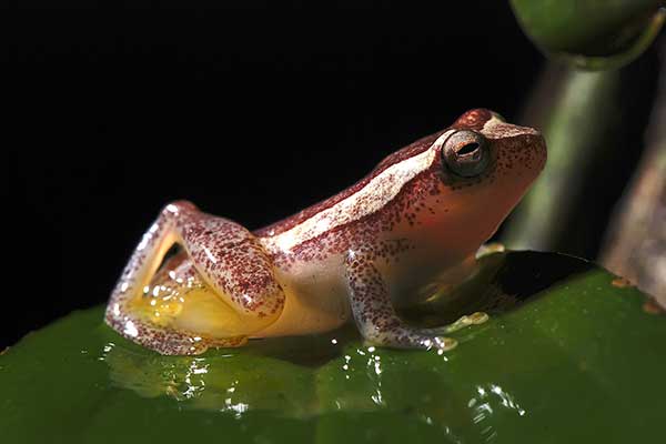 (Dendropsophus elegans)