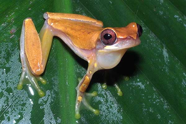 (Dendropsophus microcephalus)