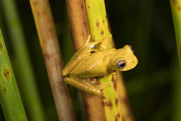 (Dendropsophus minutus)