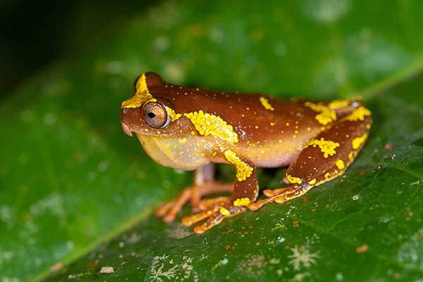 (Dendropsophus sarayacuensis)
