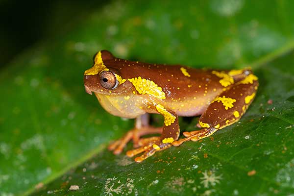  (Dendropsophus sarayacuensis)