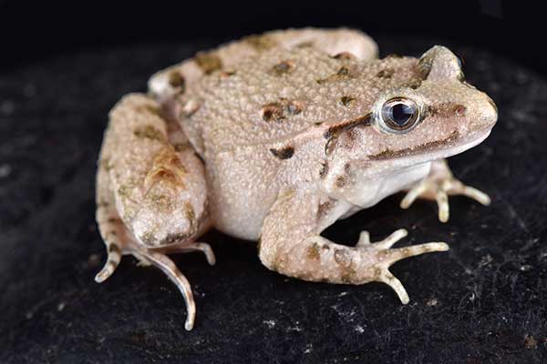 (Discoglossus scovazzi)
