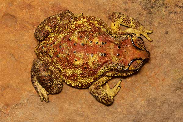 (Duttaphrynus melanostictus)