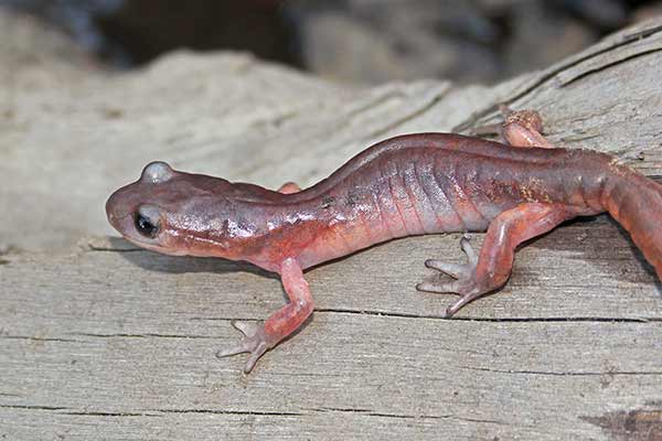 (Ensatina eschscholtzii)