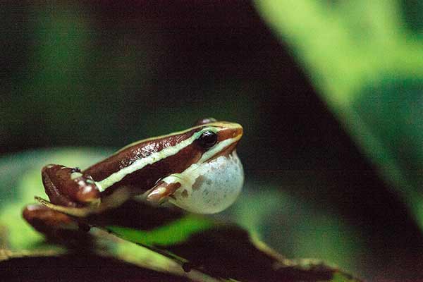 (Epipedobates tricolor)