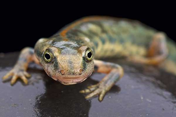 Traszka sardyńska (Euproctus platycephalus)