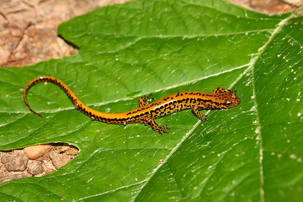 (Eurycea longicauda)