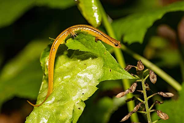 (Eurycea wilderae)