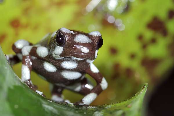 (Excidobates mysteriosus)