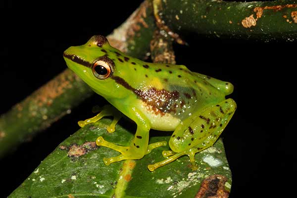 (Guibemantis pulcher)