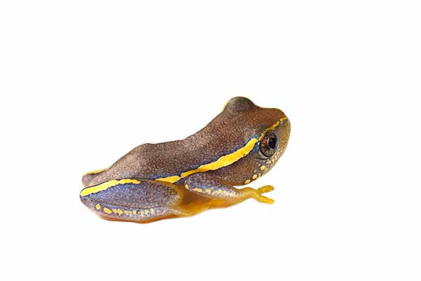 (Heterixalus luteostriatus)