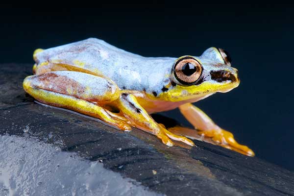 (Heterixalus madagascariensis)