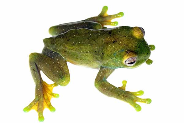 (Hyloscirtus phyllognathus)