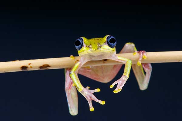 (Hyperolius fusciventris)