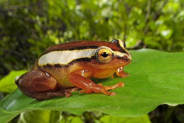 (Hyperolius mitchelli)
