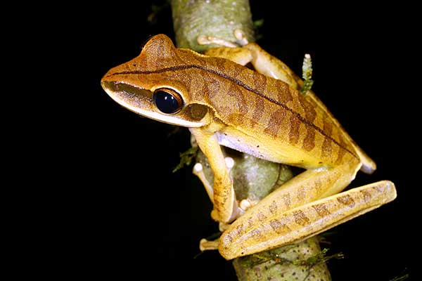 (Boana lanciformis)