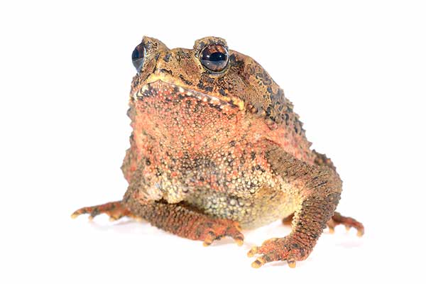 (Ingerophrynus galeatus)