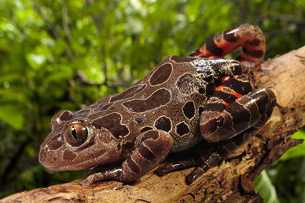 (Kassina maculata)