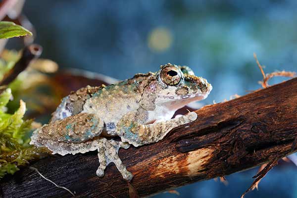 (Kurixalus odontotarsus)