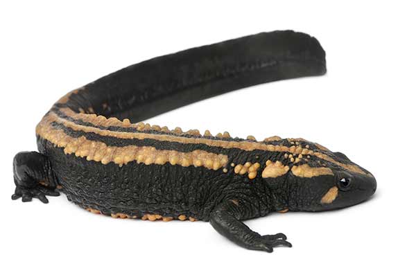 (Laotriton laoensis)