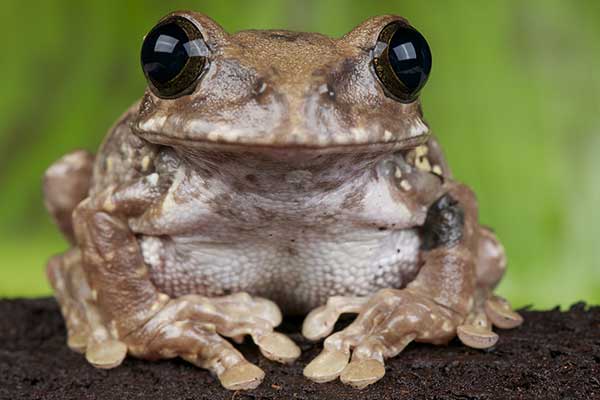 (Leptopelis flavomaculatus)