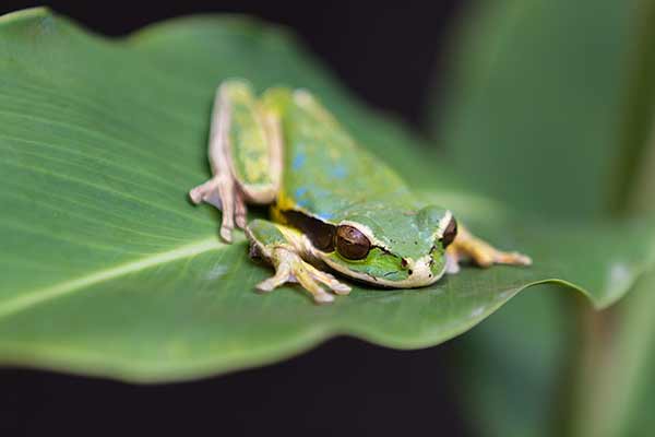 (Litoria personata)