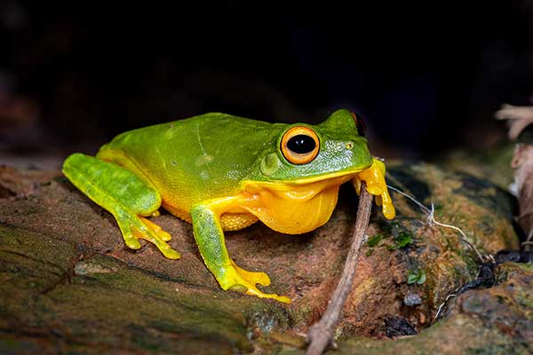 (Litoria xanthomera)
