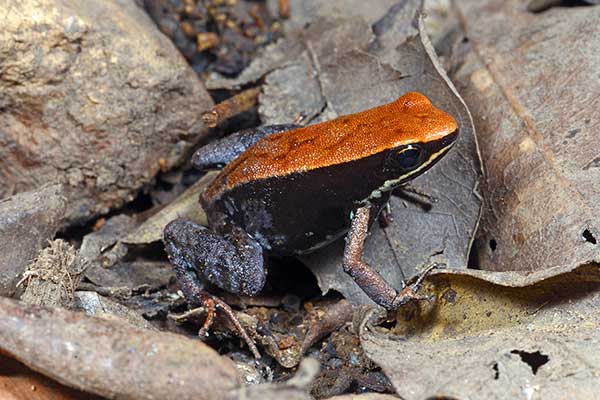 (Mantella betsileo)