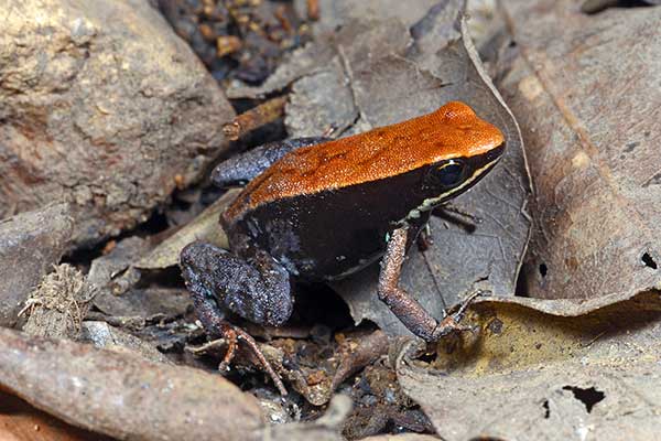  (Mantella betsileo)