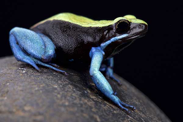 Mantella spodziewana (Mantella expectata)