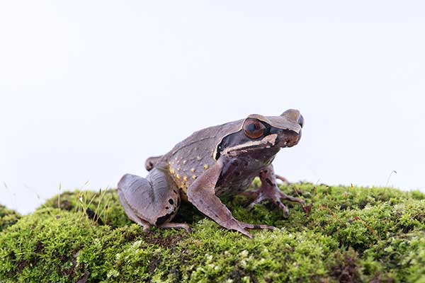 (Megophrys parva)