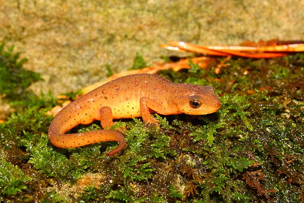 Atlantotryton zielonawy (Notophthalmus viridescens)