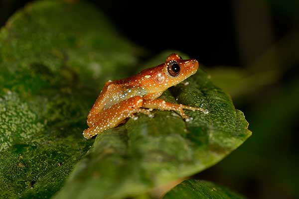 Nocolotka malowana (Nyctixalus pictus)