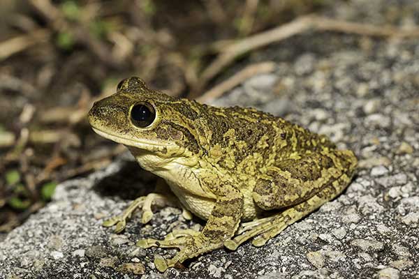 (Osteopilus septentrionalis)