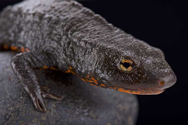 (Paramesotriton deloustali)