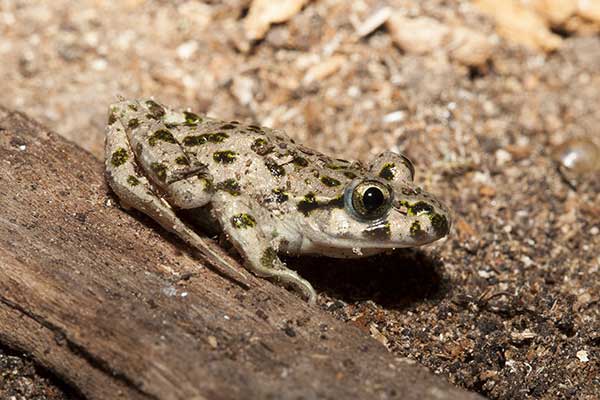 Nurzaniec iberyjski (Pelodytes ibericus)