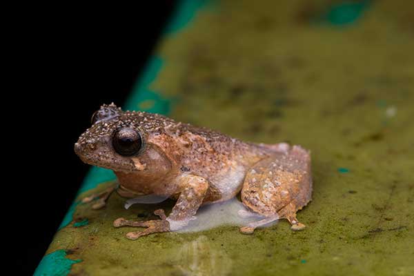 (Philautus amoenus)