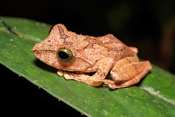 (Philautus hosii)