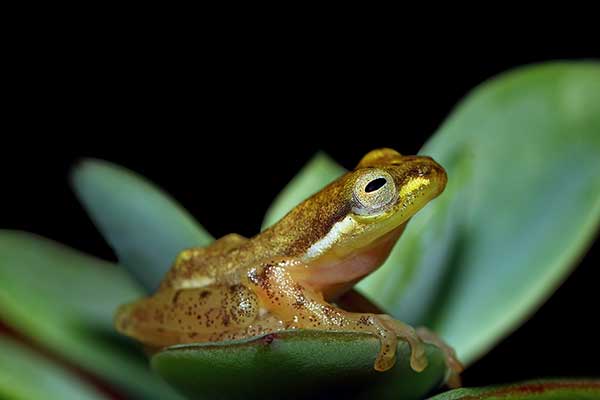 (Philautus vittiger)