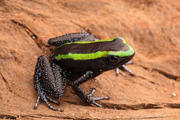 (Phyllobates aurotaenia)