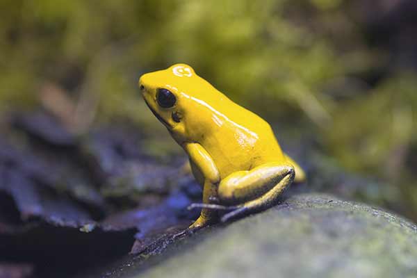 Liściołaz dwukolorowy (Phyllobates bicolor)