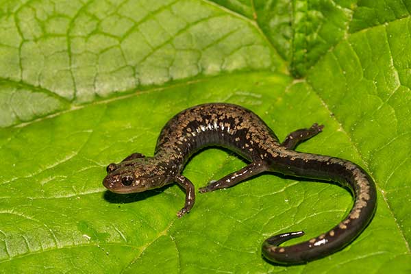 (Plethodon hubrichti)