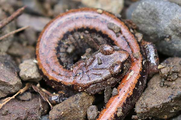(Plethodon larselli)