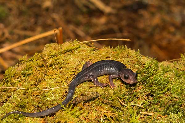 (Plethodon montanus)