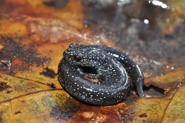 (Plethodon richmondi)